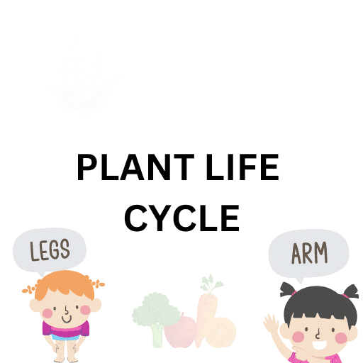 Plant Life Cycle